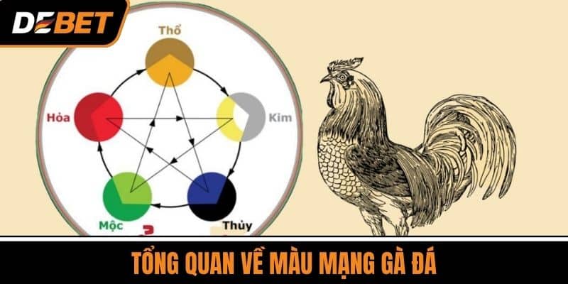 Màu Mạng Gà Đá - Ý Nghĩa Các Màu Lông Gà Theo Phong Thủy 2 Tổng Quan Về Màu Mạng Gà Đá