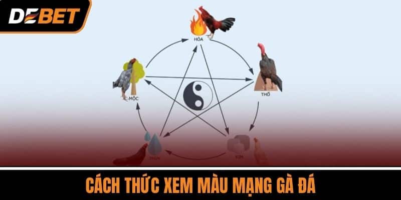 Màu Mạng Gà Đá - Ý Nghĩa Các Màu Lông Gà Theo Phong Thủy 4 Cách Thức Xem Màu Mạng Gà Đá
