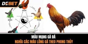 Màu Mạng Gà Đá - Ý Nghĩa Các Màu Lông Gà Theo Phong Thủy
