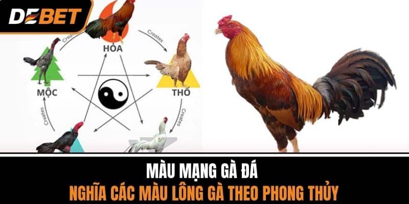 Màu Mạng Gà Đá - Ý Nghĩa Các Màu Lông Gà Theo Phong Thủy